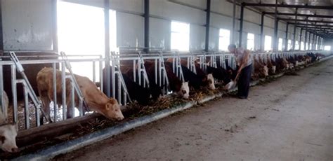 新疆新和县：发展养牛合作社 助推“增牛工程”_县域经济网