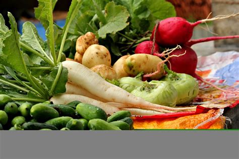 Dhole's Den: The Placid Possibilities Of Everyday Life | Nature inFocus