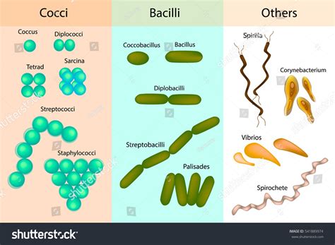 Image result for Classification of Bacteria