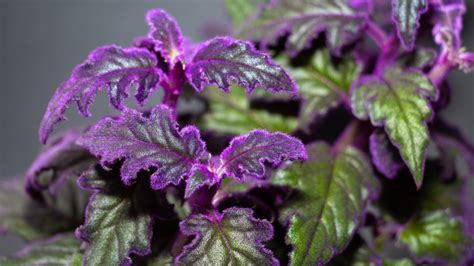 16 Game-Changing Tips For Growing A Gorgeous Purple Passion Plant