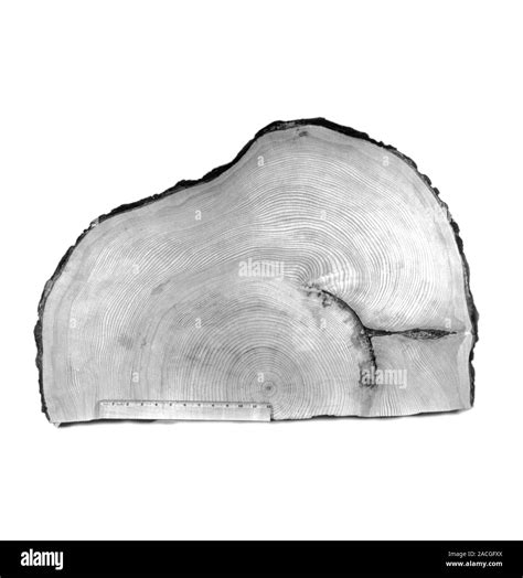 Lituya Bay tsunami evidence, tree rings. This section was cut in 1953 ...