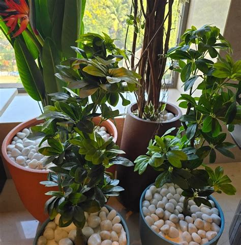 RADISSON HOTEL JAMSHEDPUR (Jharkhand) - Hotel Reviews, Photos, Rate ...