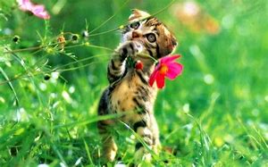 Image result for Spring Flowers with Animals