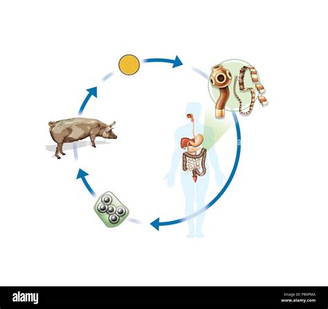Life Cycle Of Tapeworm Diagram
