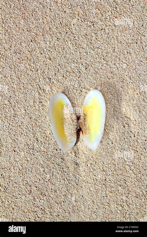 Image result for Clamshell Phone