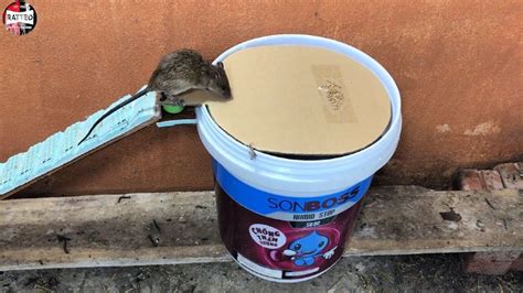 Pala’wan Mouse Deer Traps: Traditional Hunting Technology of Philippines