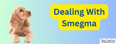 How to Stop Smegma in Dogs: Tips and Tricks for a Healthy Canine ...