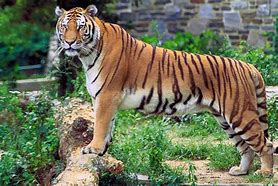 Image result for Most Amazing Animals On Earth