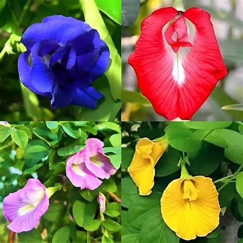 Aparajita flower seeds all colours, Highgermination (Pack of 20 ...