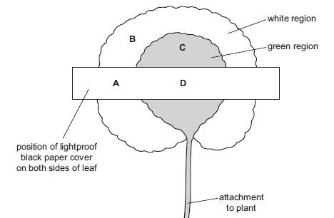 Fig shows a leaf, with white and green regions, that is attached to a ...