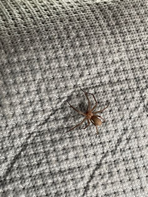 Brown Recluse With Babies