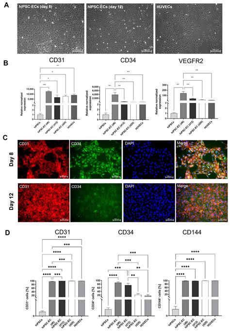 Development of an In Vitro Blood Vessel Model Using Autologous ...