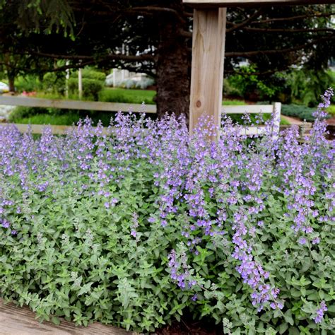 Nepeta Faassenii