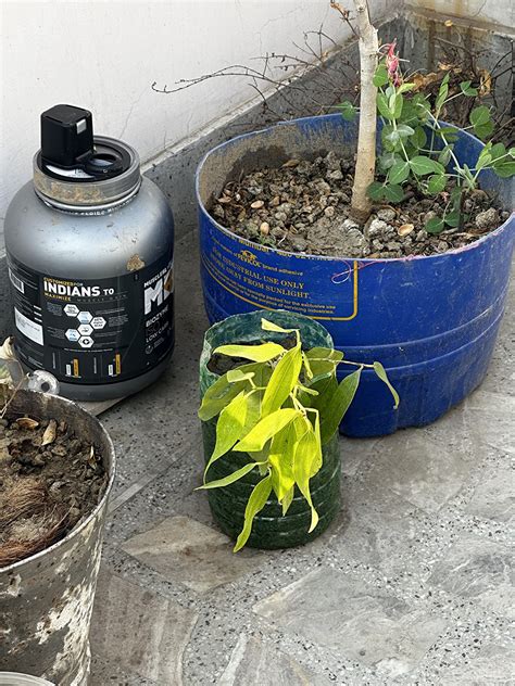 GLOBAL GREEN - Tej Patta, Tamalpatra, Indian Bay Leaf Plant/size 18 to ...