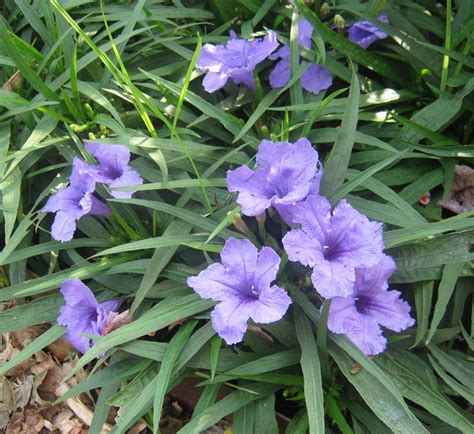 Eco-Shop Mexican Petunia, Live Plant (6 to 8 inch): Amazon.in: Garden ...