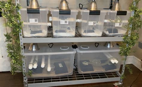 Carpet Python Care | Tampa Snakes