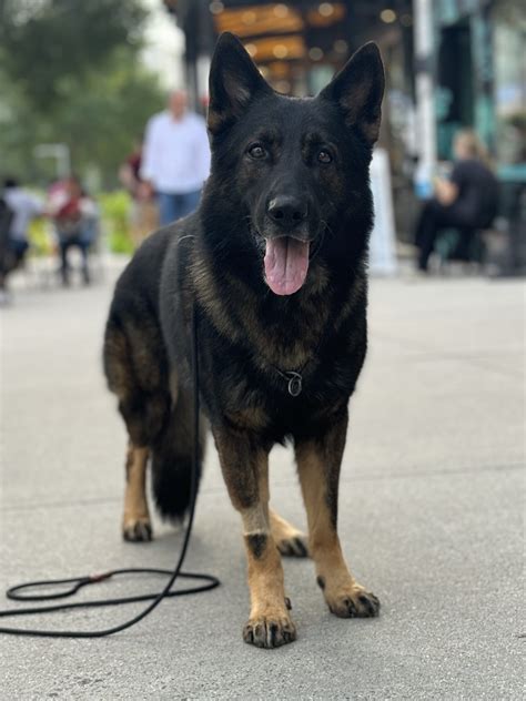 Trained Protection Dogs 的图像结果