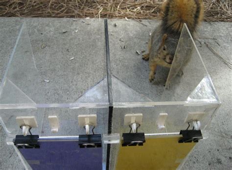 Image result for Bird Training Discrimination Task