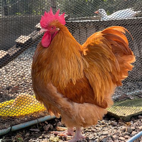 20 Best Broiler Chicken Breeds to Raise for Meat (With Pictures)