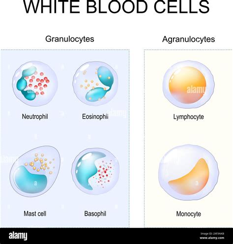 Labeled Neutrophil Diagram