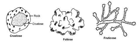 Kingdom Plantae, Kingdom Animalia, Viruses, Lichens