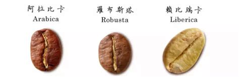 咖啡豆产地和品种介绍 咖啡豆三大品种Arabica、Robusta、Liberic 中国咖啡网 gafei.com