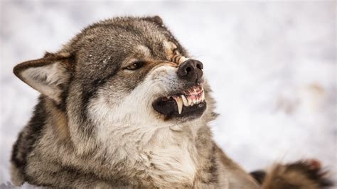 Image result for Angry Wolves