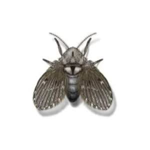 Hygiene 30W Slim Bug Zapper – Kills All Flying Insects, Large Area ...