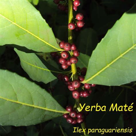 Polynesian Produce Stand : ~Yerba Mate~ Ilex paraguariensis Chimarrao ...