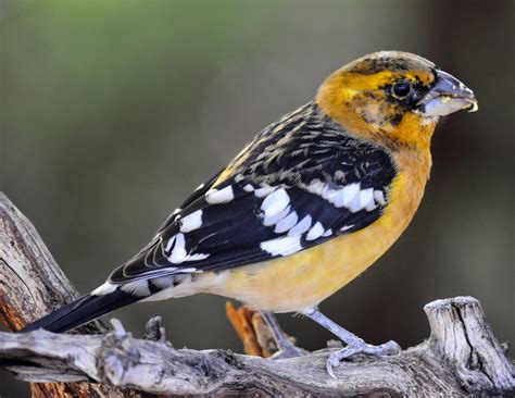 Bird Hybrids: Yellow Grosbeak x Black-headed Grosbeak
