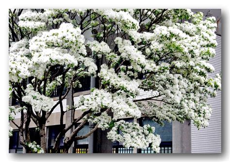 四月飞“雪”！福州百年流苏开花，全市仅有3棵！_腾讯新闻