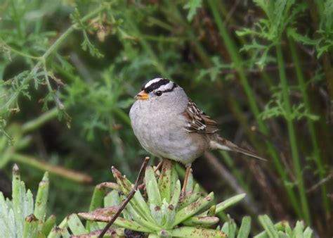 36 Sparrows in Texas: A Guide to Identification and Behavior