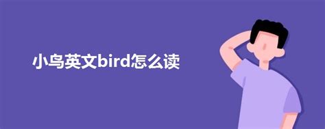 小鸟英文bird怎么读 - 战马教育