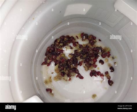 Production of grape pulp for making homemade wine a the must Stock ...