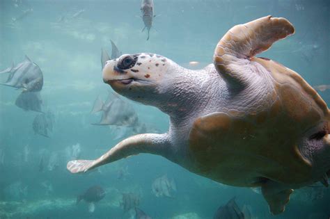 The 7 Species of Sea Turtles