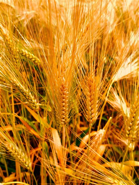 大麦的营养价值及功效与作用_有什么好处与禁忌食用方法_养生之家