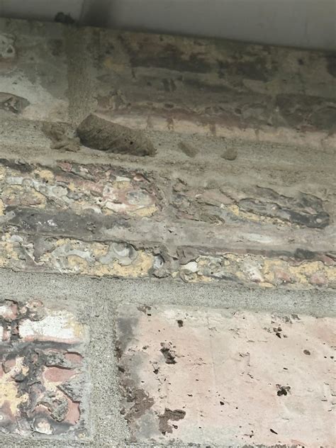 Termite mud tunnel? : r/Termites