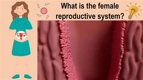 Image result for Reproductive System Grade 10
