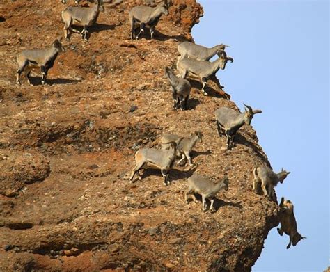 喜欢爬悬崖的羊，悬崖峭壁只要有一脚之地，便能来去自如