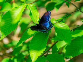 Download wallpaper 320x240 leaves, butterfly, blue, branches, tree ...