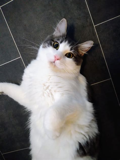 Sweet lil bunbun : r/Cabbits