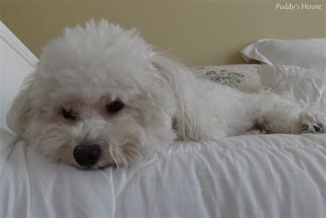 How to rewire a lamp – Puddy's House