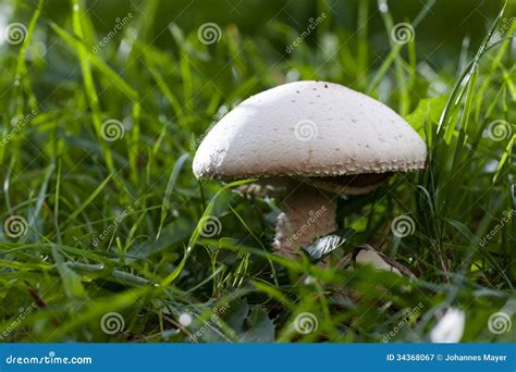 Field Mushroom or Meadow Mushroom Stock Image - Image of vegetarian, campestris: 34368067
