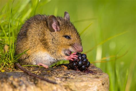 What Do Mice Eat in the Wild? | EcoGuard Pest Management