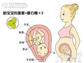 怀孕29周胎动、胎儿大小、宫高_孕29周胎儿发育情况_亲子百科_太平洋亲子网