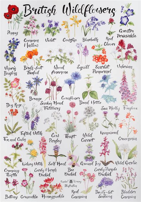 Pin by furstopcaring on Tattoo | British wild flowers, British flowers ...