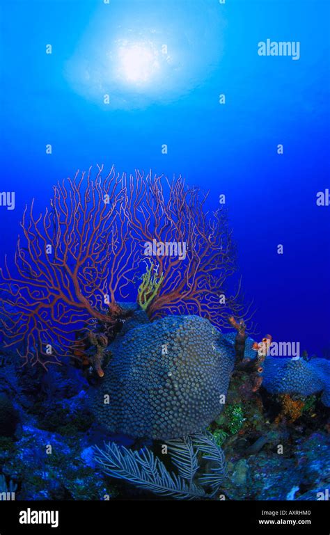 Deep Learning Using Python 的图像结果