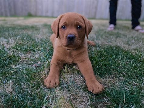 Labrador Retriever Red