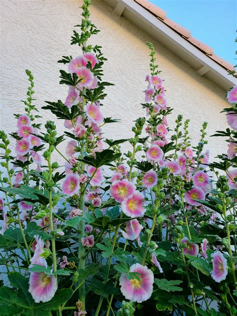 Growing Hollyhocks in Pots: A Step-By-Step Guide