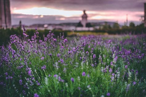 Lavender Farm - 24 Super Interesting Facts